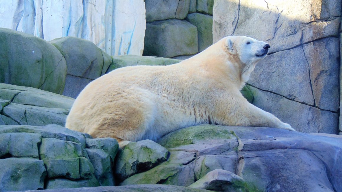LINCOLN PARK ZOO WINTER DAYS